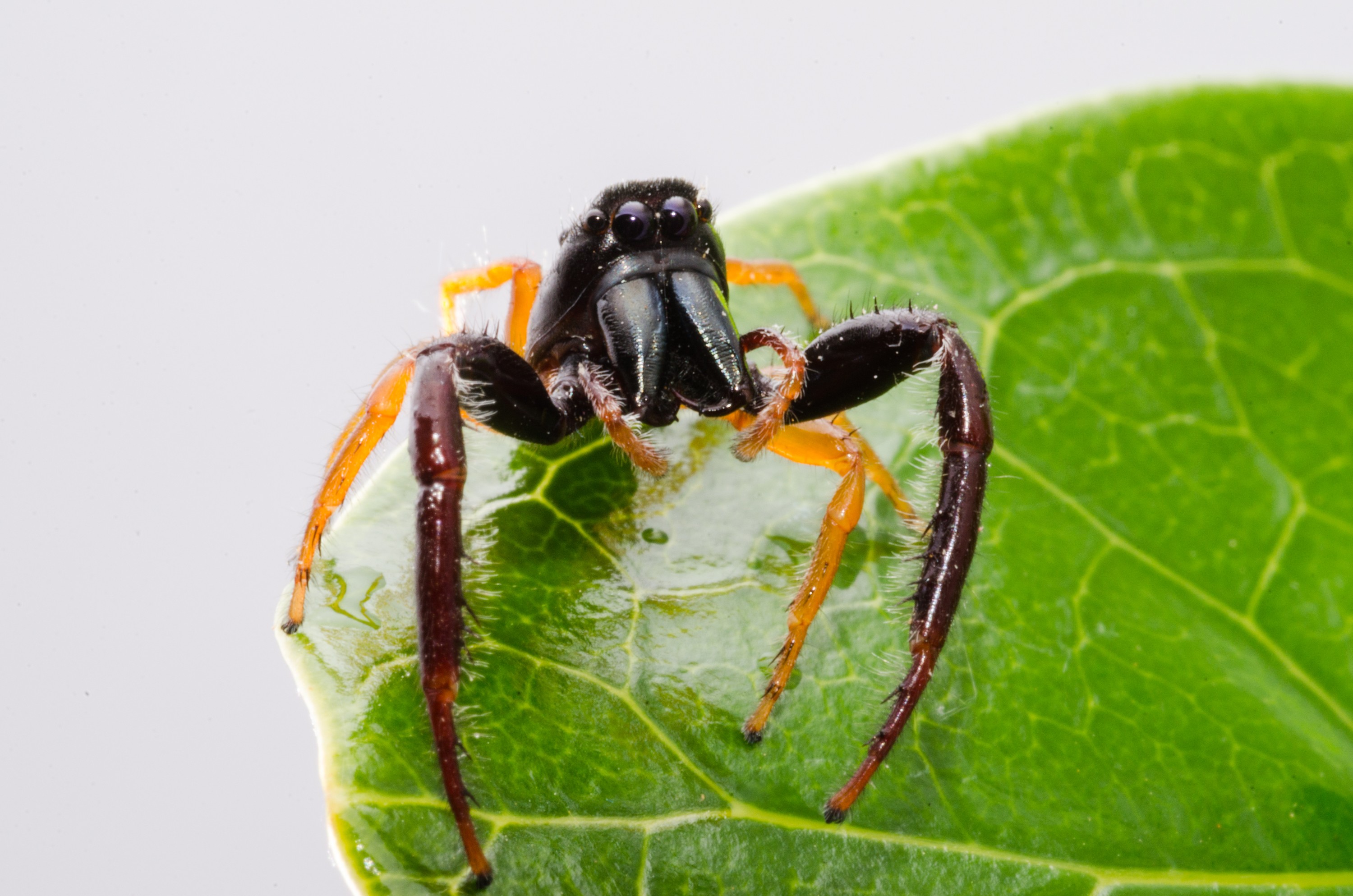 DSC_0707 – Crispin, Trite planiceps, insect, jumping, new, nz, spider, zealand, JAN17